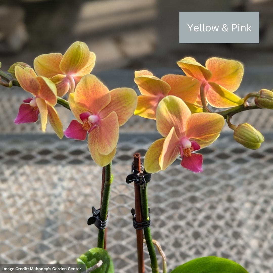 Orchid – Mini Pot